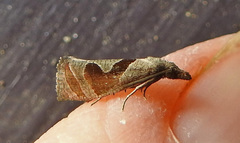 Pelochrista similiana