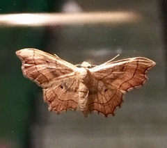 Idaea emarginata