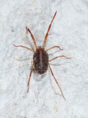 Erythraeoidea