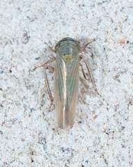 Limotettix