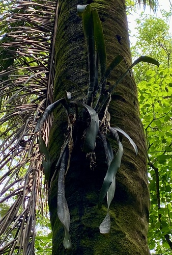 Billbergia jandebrabanderi