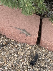 Uta stansburiana