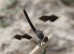 Brachythemis impartita