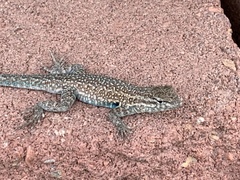 Uta stansburiana