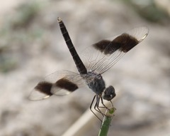 Brachythemis impartita