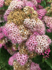 Spiraea