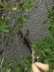 Uta stansburiana