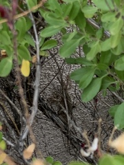 Uta stansburiana