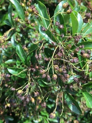 Magnoliopsida