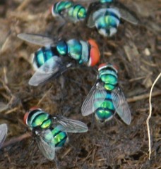 Chrysomya marginalis