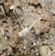 Brachythemis impartita