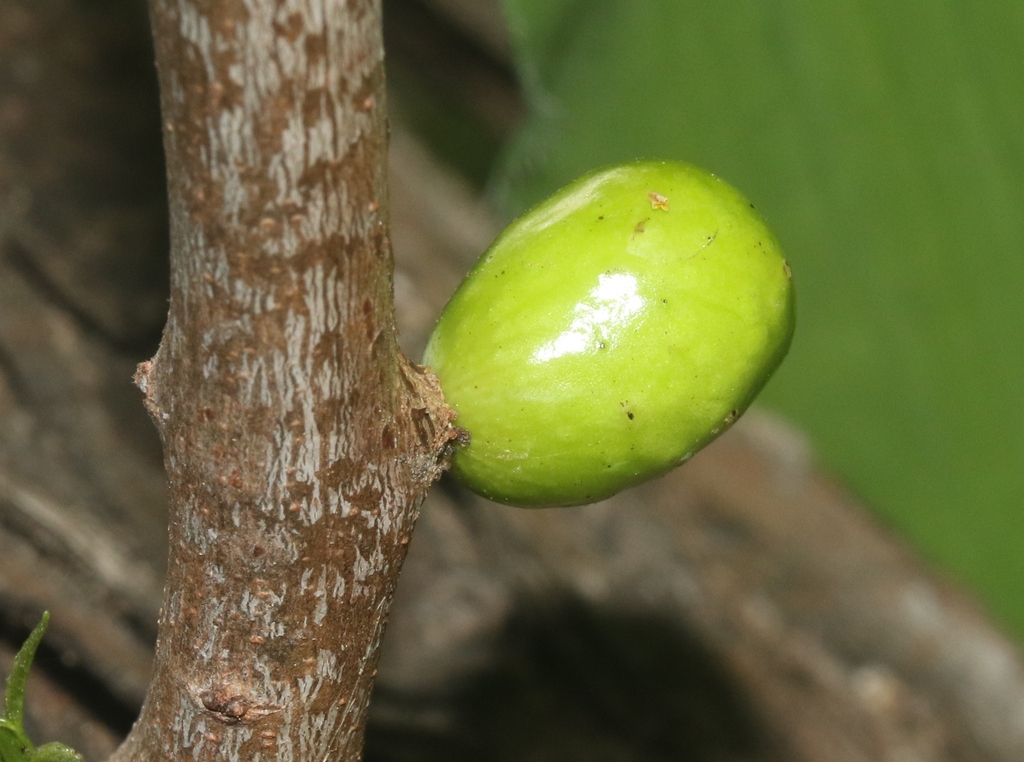 Andescecidium