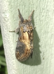 Notodonta scitipennis