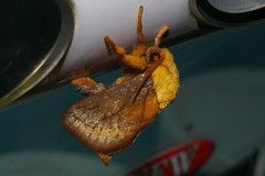 Narosoideus flavidorsalis