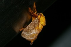 Narosoideus flavidorsalis