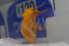 Narosoideus flavidorsalis
