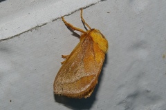 Narosoideus flavidorsalis