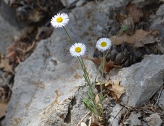 Erigeron tracyi