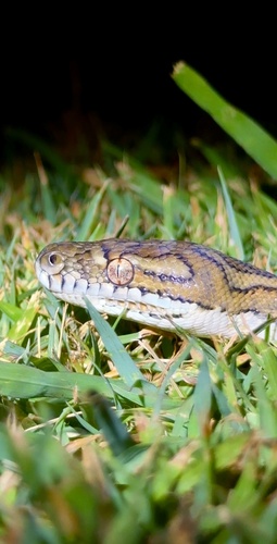 Coastal Carpet Python sighting