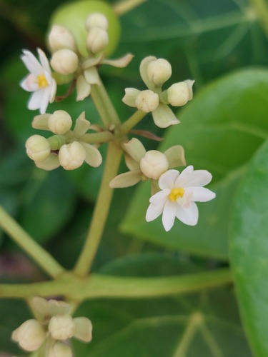 Lantern tree (Hernandia nymphaeifolia)