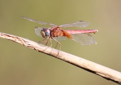 Crocothemis