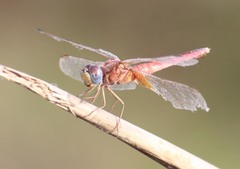 Crocothemis