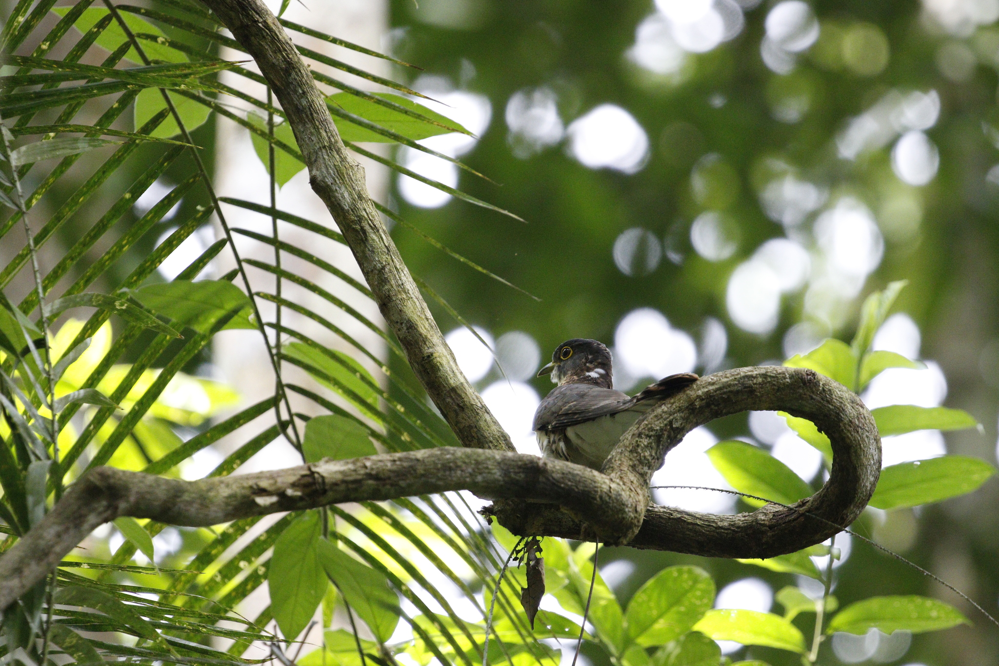 Malaysian Hawk-Cuckoo