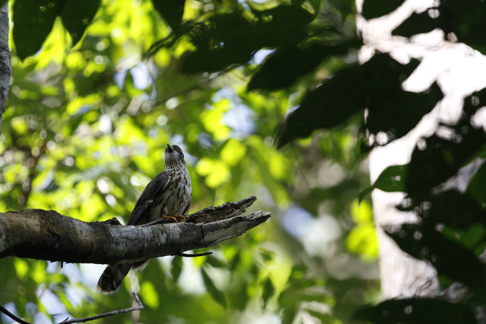 Malaysian Hawk-Cuckoo