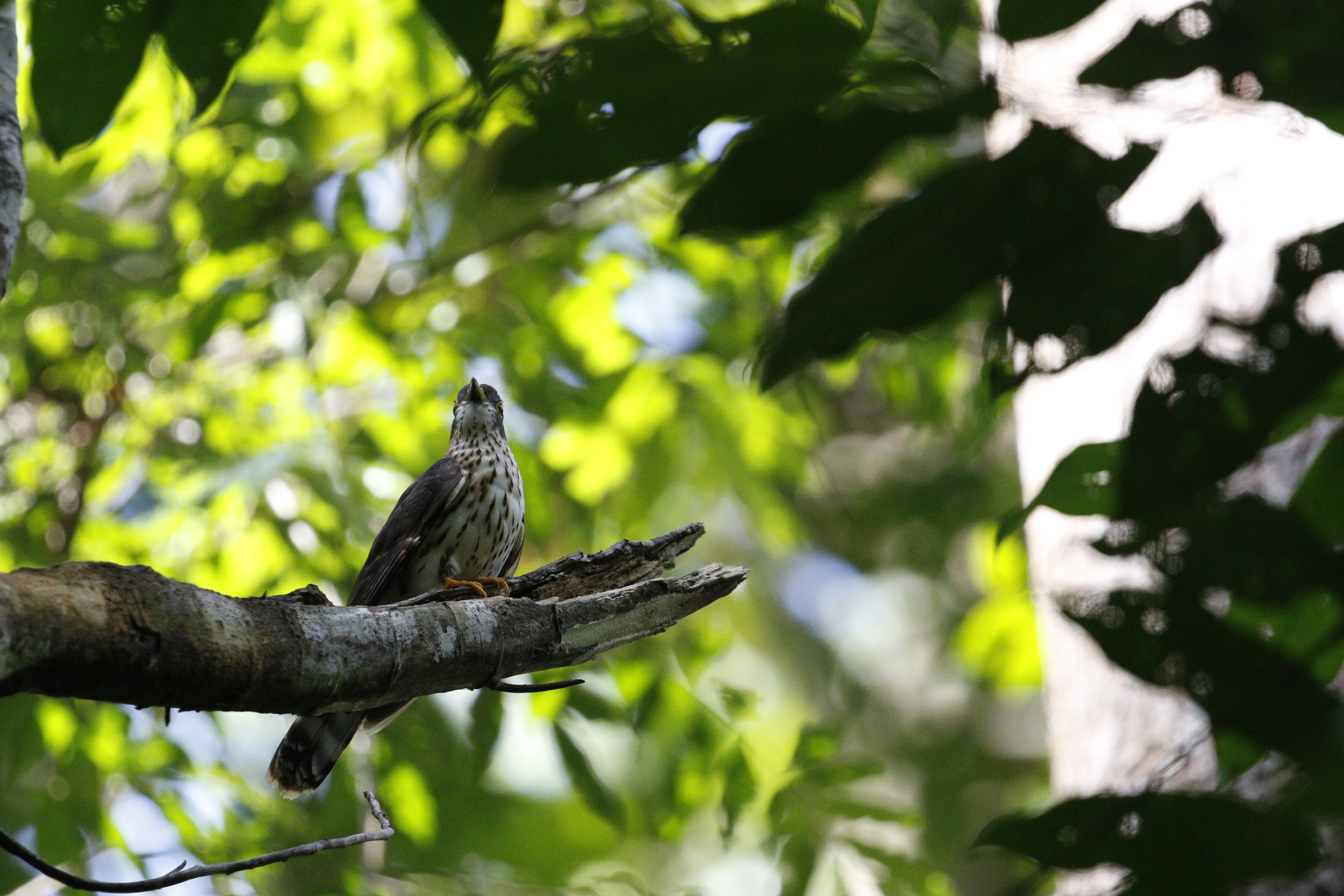 Malaysian Hawk-Cuckoo