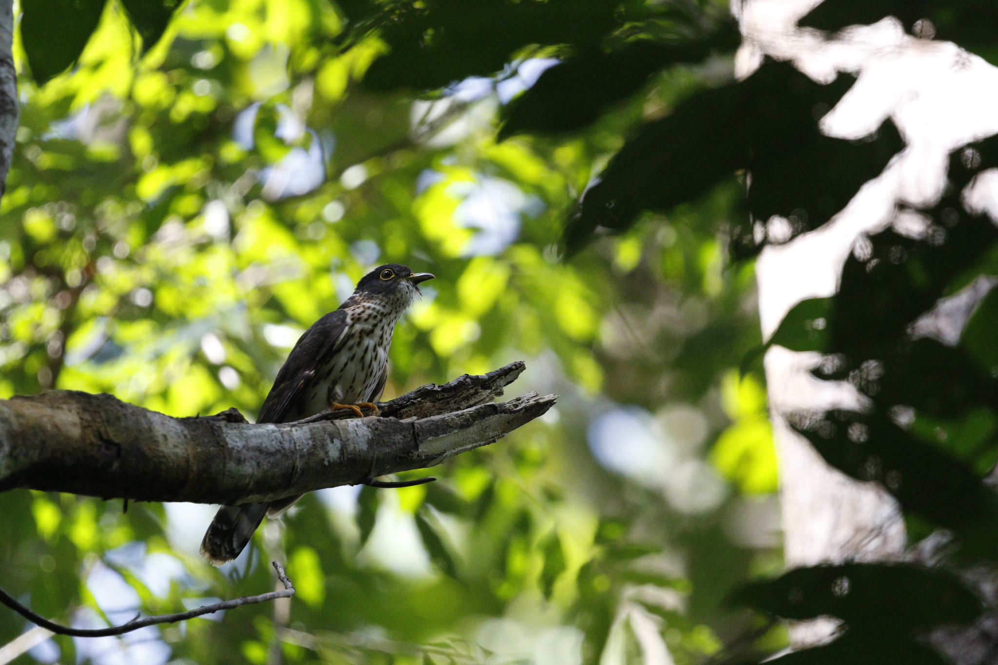 Malaysian Hawk-Cuckoo