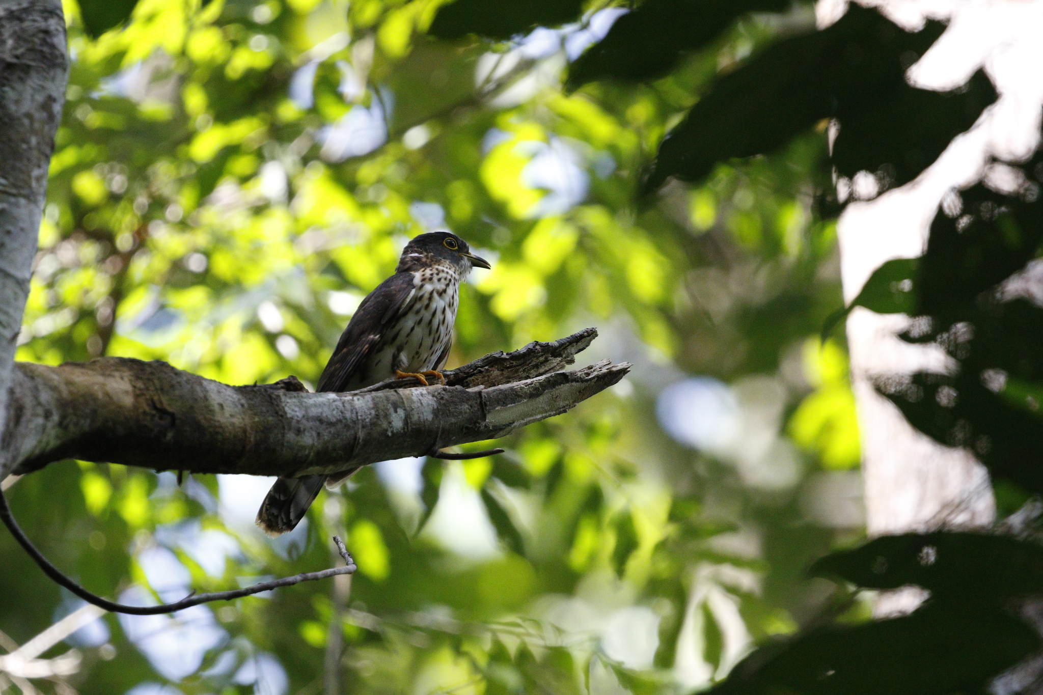 Malaysian Hawk-Cuckoo