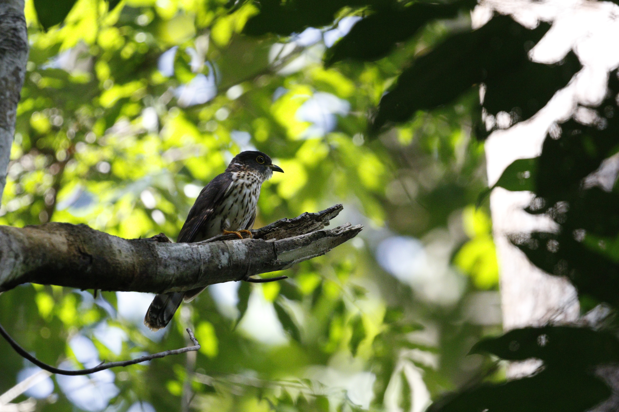 Malaysian Hawk-Cuckoo