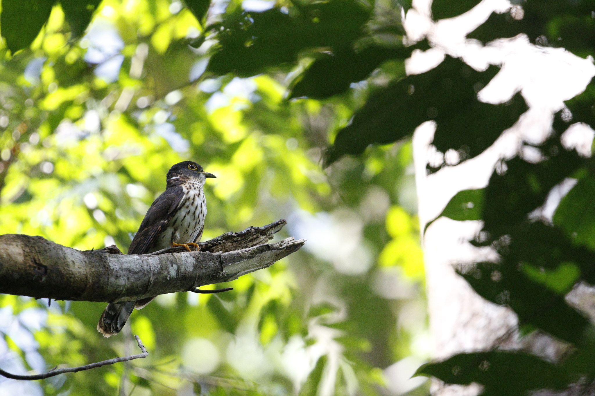 Malaysian Hawk-Cuckoo