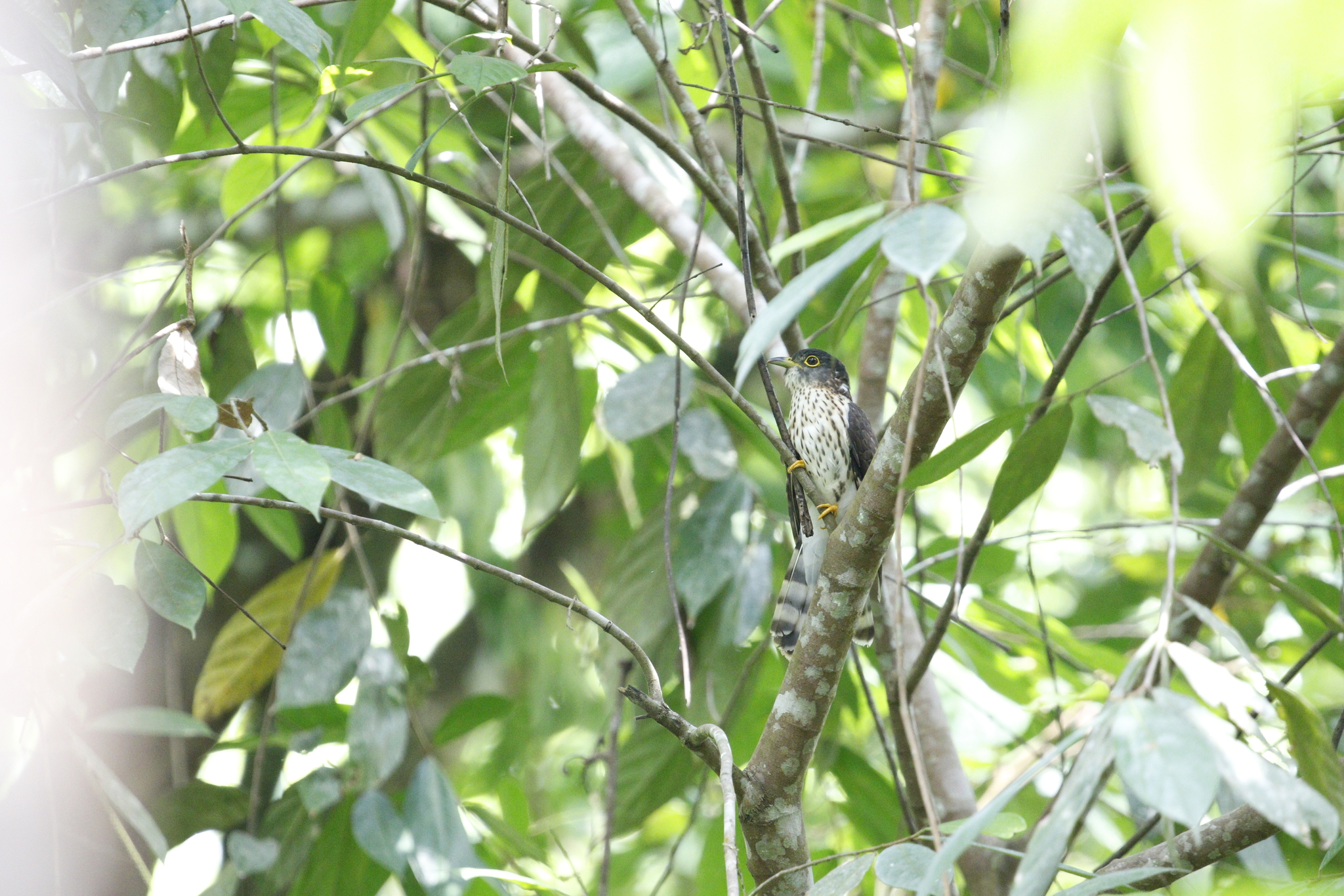 Malaysian Hawk-Cuckoo