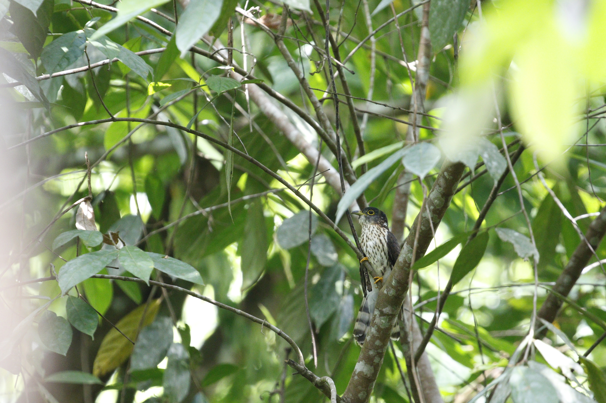 Malaysian Hawk-Cuckoo