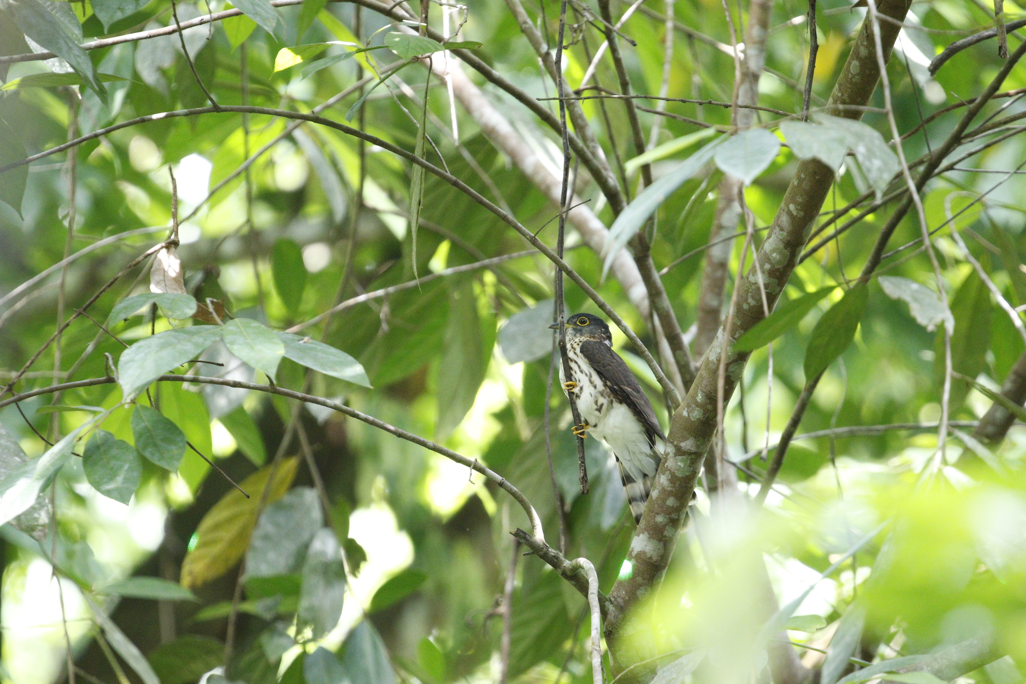 Malaysian Hawk-Cuckoo