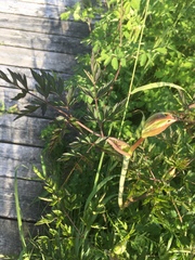 Conioselinum chinense