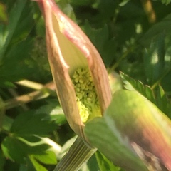 Conioselinum chinense