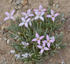 Houstonia rubra