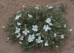 Oenothera coronopifolia