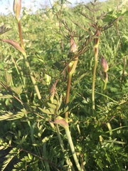 Conioselinum chinense