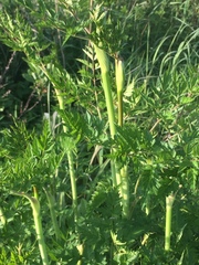 Conioselinum chinense