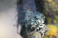 Usnea pusilla