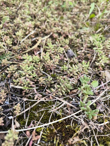 Наблюдение на iNaturalist