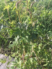Conioselinum chinense