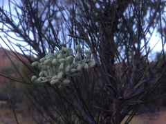 Hakea lorea