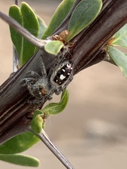 Phidippus