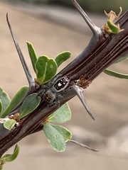 Phidippus