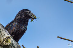 Crotophaga sulcirostris