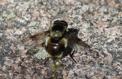 Volucella